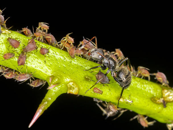 Os pulgões ou piolhos são pequenos insetos que se alimentam de seiva vegetal, a superfamília afídida, ou Aphidoidea.
. - Foto, Imagem