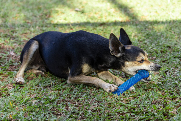 Pinscher hond liggend op gras bijten speelgoed. - Foto, afbeelding