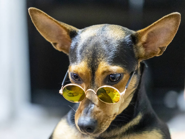 Perro con gafas de sol sobre fondo blanco, - Foto, imagen