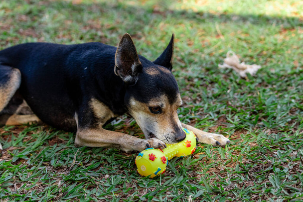 Пінчер собака лежить на траві кусає іграшку
. - Фото, зображення