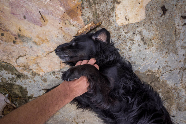 Hand einer Person streichelt stummen Hund. - Foto, Bild