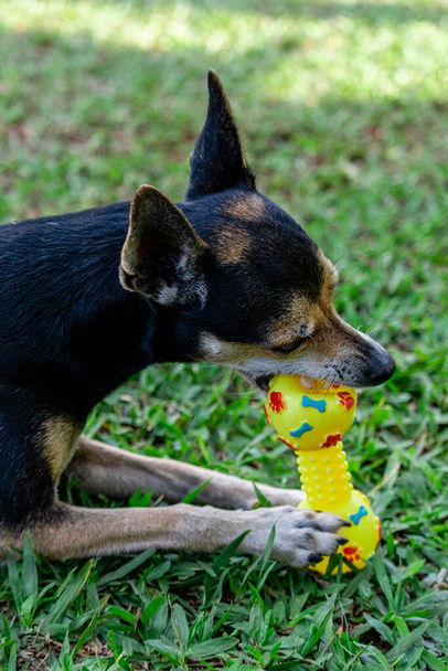 Пінчер собака лежить на траві кусає іграшку
. - Фото, зображення
