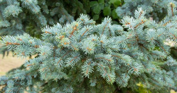 Picea pungens evergreen coniferous tree. beautiful branches of blue spruce. - Photo, Image