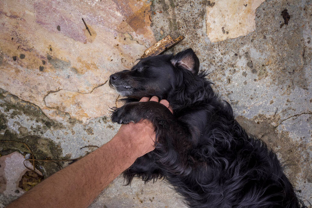 Kéz egy személy simogató korcs kutya. - Fotó, kép