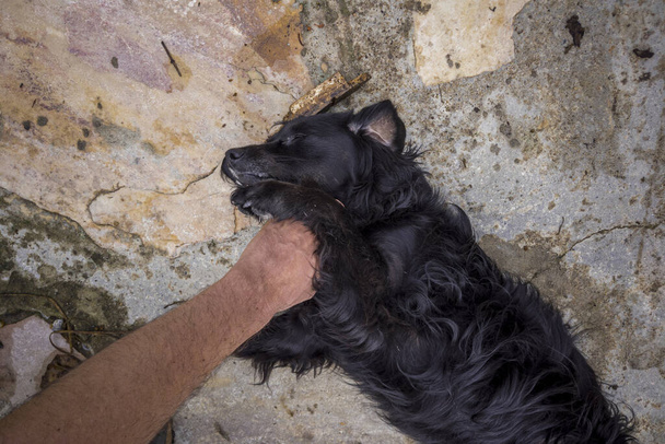 Hand van een persoon strelende hond. - Foto, afbeelding