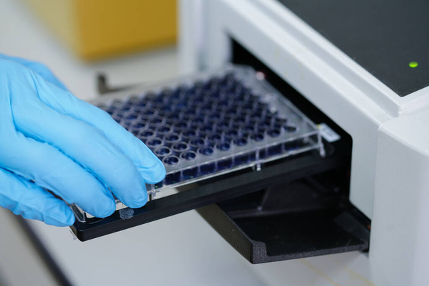 ELISA plate to measure OD with microplate reader. Microtiter plate (96 well) reader for biochemistry analysis. - Φωτογραφία, εικόνα