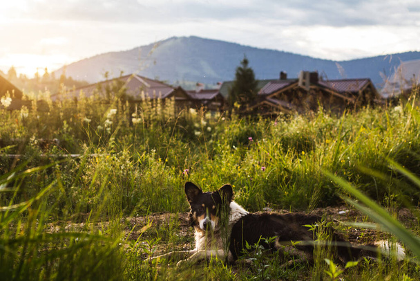 Lapponian Herder pies odpoczywający w górach - Zdjęcie, obraz