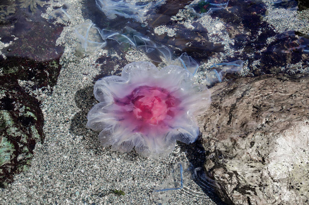 ロシアのサハリン島沖の美しいクラゲ。キアネア・カピラタ、ゴニオンムス・ヴェルテン. - 写真・画像