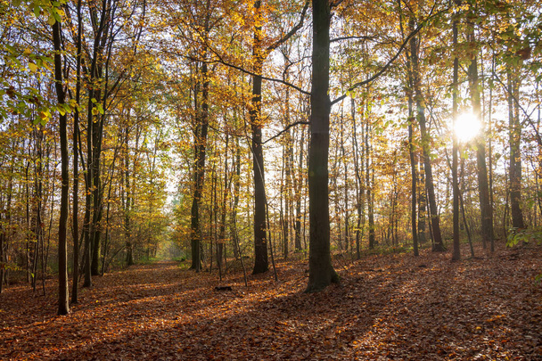 Осенние цвета в лесу в солнечный день, Мёдон, Франция - Фото, изображение