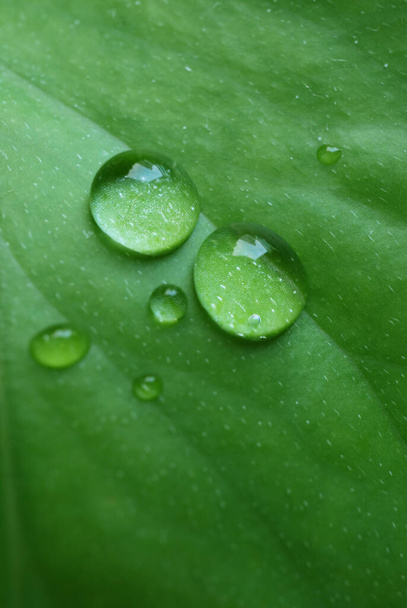 Nauwkeurig kristalhelder water druppels op het groene blad met selectieve focus - Foto, afbeelding