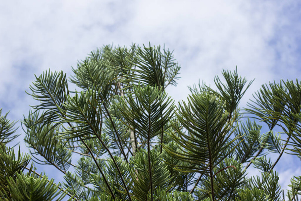 Close up of Green leaf of Big Pine tree - Foto, Bild