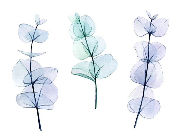 watercolor set of transparent colored eucalyptus leaves. delicate drawing in pastel colors, eucalyptus branches x-ray. vintage design element for wedding, cosmetics, perfumery. - Photo, Image