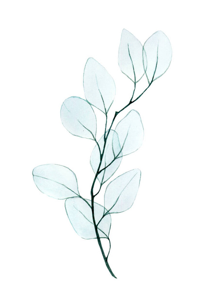 watercolor drawing, twig with eucalyptus leaves transparent, x-ray. gentle drawing in pastel colors of eucalyptus leaves isolated on a white background. design element for wedding, postcard, poster.  - Photo, image
