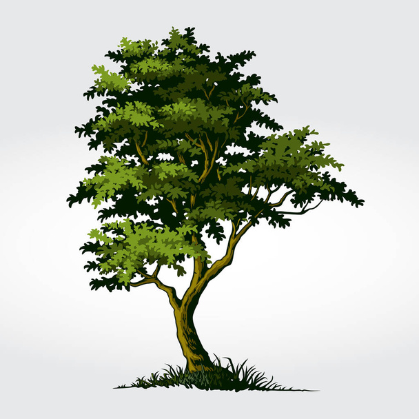Tree Vector Illustration. Baum als Symbol für Stärke, Macht, Langlebigkeit, Freiheit, Fruchtbarkeit, Hoffnung und Kontinuität. - Vektor, Bild