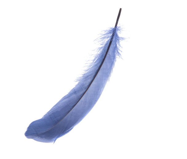 Stüdyodaki tüylü mavi kuş tüyü dekoratif stili beyaz renkte izole edilmiş. - Fotoğraf, Görsel