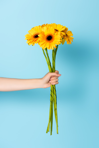 обрізаний вид жінки, що тримає жовті квіти на синьому
 - Фото, зображення