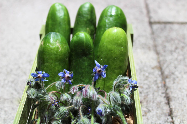 cucumber and borage in the garden - Photo, Image