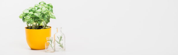colpo panoramico di pianta verde in vaso vicino alle erbe in bottiglie di vetro su sfondo bianco, concetto di naturopatia - Foto, immagini