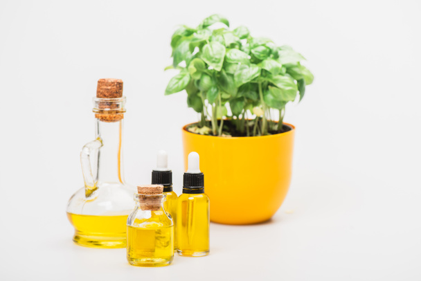 foyer sélectif de la plante verte en pot de fleurs près de l'huile essentielle dans des bouteilles en verre sur fond blanc, concept de naturopathie - Photo, image
