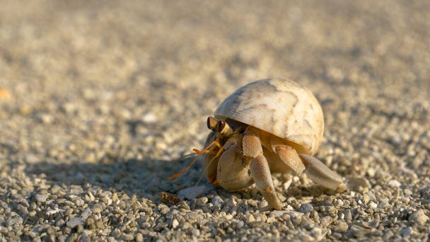 MACRO: Small tropical crab hides into its shell while crawling around coast. - Photo, Image