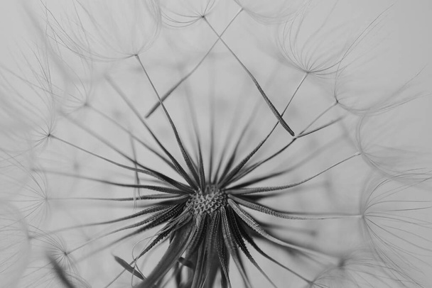 καλοκαιρινό λουλούδι πικραλίδα σε κοντινό πλάνο σε ένα ελαφρύ φόντο - Φωτογραφία, εικόνα