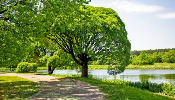 Zomer landschap. Een boom met een bolvormige kroon aan de oevers van de rivier en veel groen - Foto, afbeelding