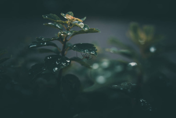 gocce di pioggia in primo piano sulle foglie verdi della pianta - Foto, immagini