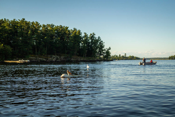 Пелікан плаває на озері Кабетогама в національному парку Вояджери, Міннесота. - Фото, зображення