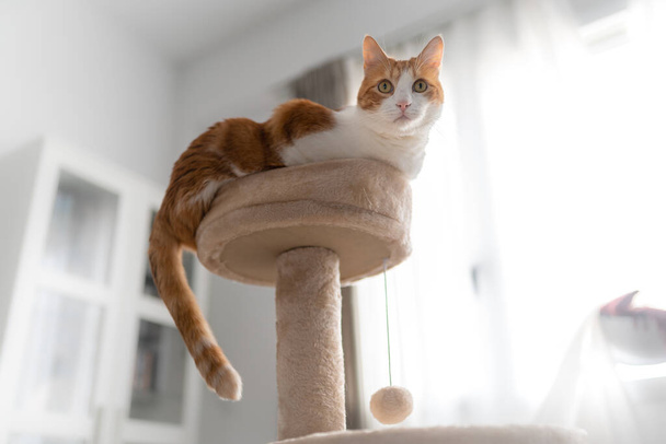 gato blanco y marrón sentado en la parte superior de una torre de arañazos, mira a la cámara - Foto, Imagen