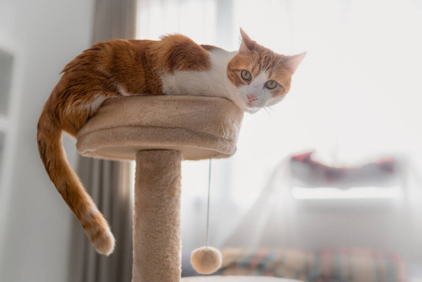 white and brown cat sitting on top of a scratching tower with his head down, looks at the camera - Photo, Image