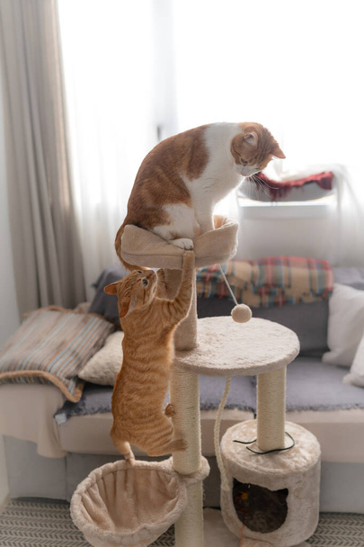 vertikales Foto. Braune Tabby-Katze ärgert eine andere Katze, die auf einem Kratzturm sitzt  - Foto, Bild