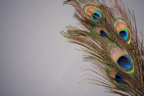 Bella piuma di pavone maschio maturo colorato - Foto, immagini