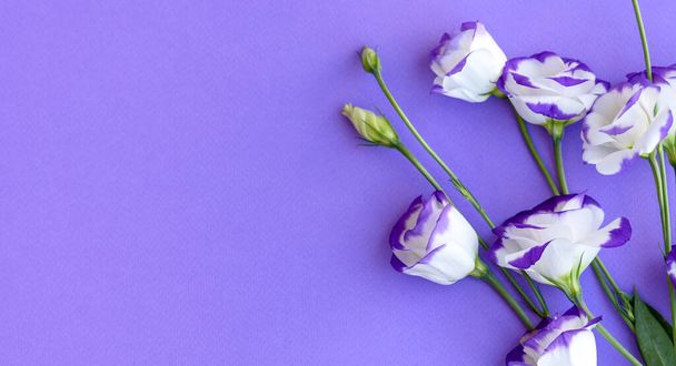 Букет красивой свежевырезанной фиолетовой эустомы на фоне тонны. Фон с красивыми цветами - Фото, изображение