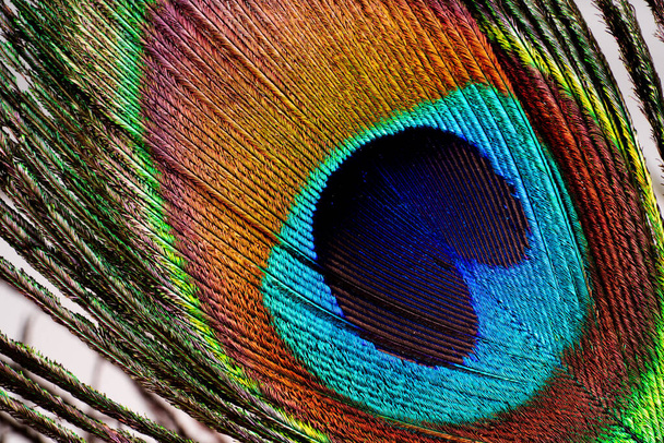 Beautiful colored mature male peacock  feather - Photo, Image