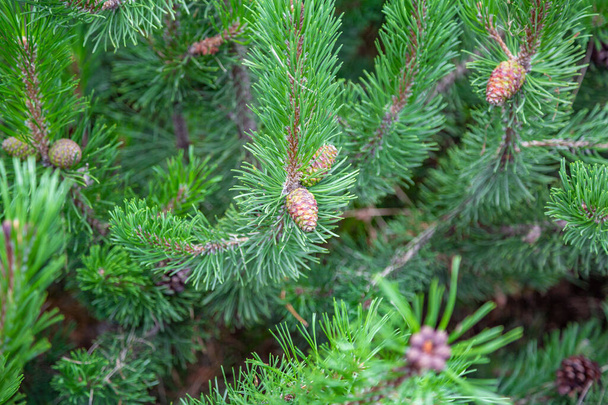 Petit cône d'épinette ou de pin résineux sur une branche épineuse verte - Photo, image