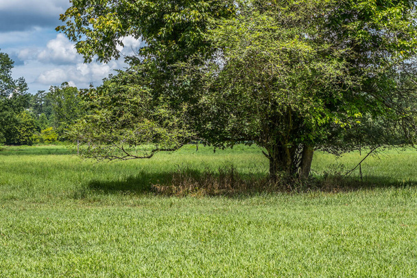 Una gran vista parcial del árbol majestuoso creciendo por sí mismo en el campo abierto proyectando una gran sombra debajo de las grandes ramas con los bosques en el fondo en un día soleado en verano - Foto, Imagen