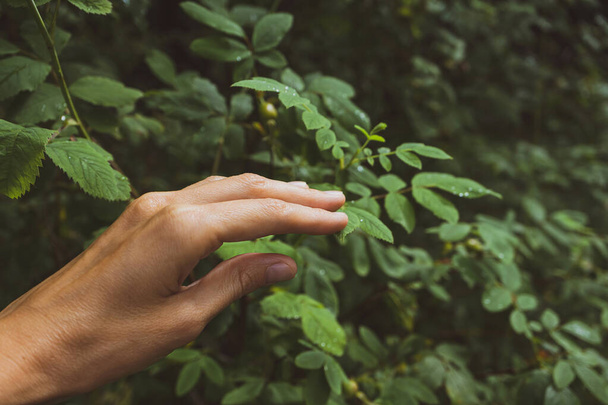 A female hand touches a branch of a deciduous tree in the forest. The concept of unity with nature, rest from the hustle and bustle, relaxation, simple joys, Hygge, Lagom. - Photo, Image