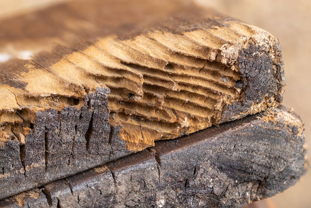 Παλιά ξύλινη δοκός επηρεάζεται από woodworm. Σκαθάρι των σαρκοφάγων προνυμφών - Φωτογραφία, εικόνα