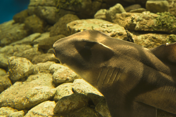 Port jackson rekin - Zdjęcie, obraz