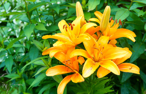 Hermosa flor de lirio sobre un fondo de hoja verde. Longiflorum flores de lirio en el jardín. Textura de fondo planta fuego lirio con brotes de naranja. Imagen de una flor de lirio de tigre tropical naranja en flor pla - Foto, Imagen