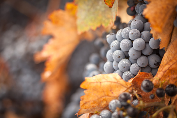 Lush, Ripe Wine Grapes with Mist Drops on the Vine - Photo, Image