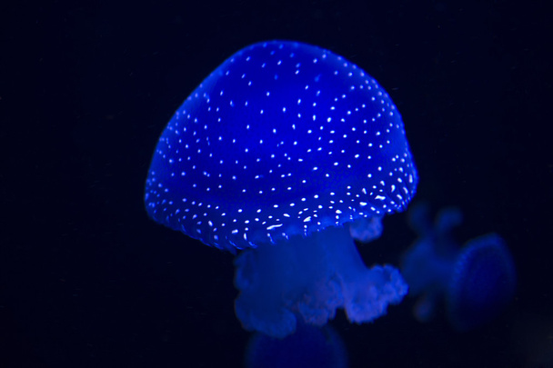 Dotted medusa - Foto, imagen