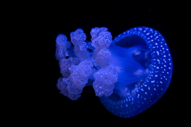 Jellyfish motion - 写真・画像
