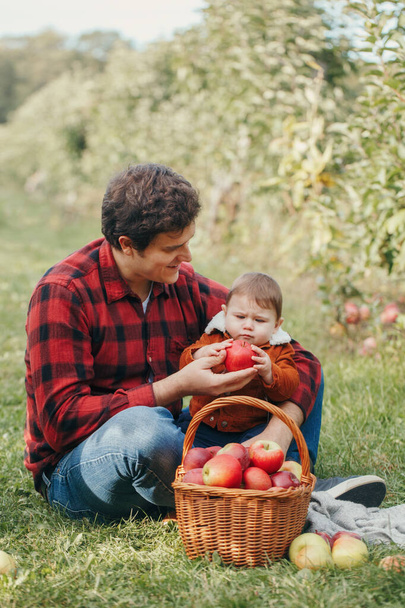 Счастливый отец с маленьким мальчиком на ферме собирает яблоки в плетеной корзине. Сбор осеннего осеннего урожая в саду. Папа кормит сына здоровой едой. Сезонное хобби.  - Фото, изображение