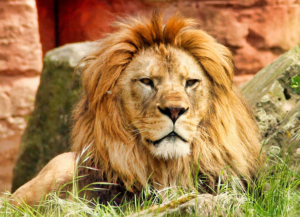 front view from a watching adult Berber lion, Panthera leo - Photo, Image