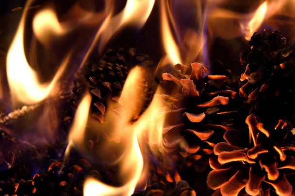 Горящий огонь из сосновых шишек в лесу. Огни пламени. - Фото, изображение