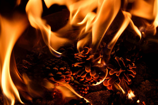 Brûler le feu des cônes de pin dans la forêt. Détail des flammes. - Photo, image
