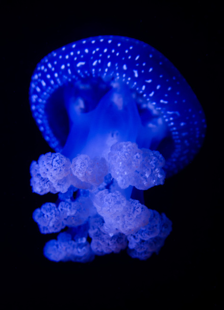 Jellyfish movement - Fotoğraf, Görsel