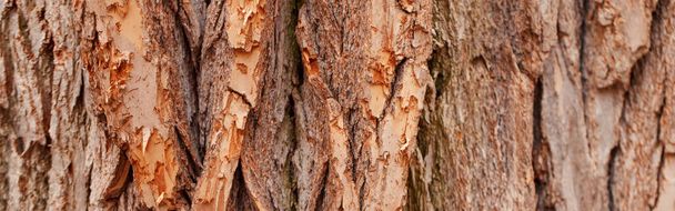 Természetes fa textúra háttér. Öreg fakéregből készült makró. Absztrakt tölgyfa természet háttér vagy tapéta. Szokatlan minta felület. Web banner fejléc honlap. - Fotó, kép
