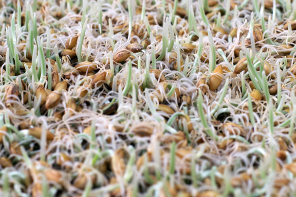 Гермированные семена
 - Фото, изображение